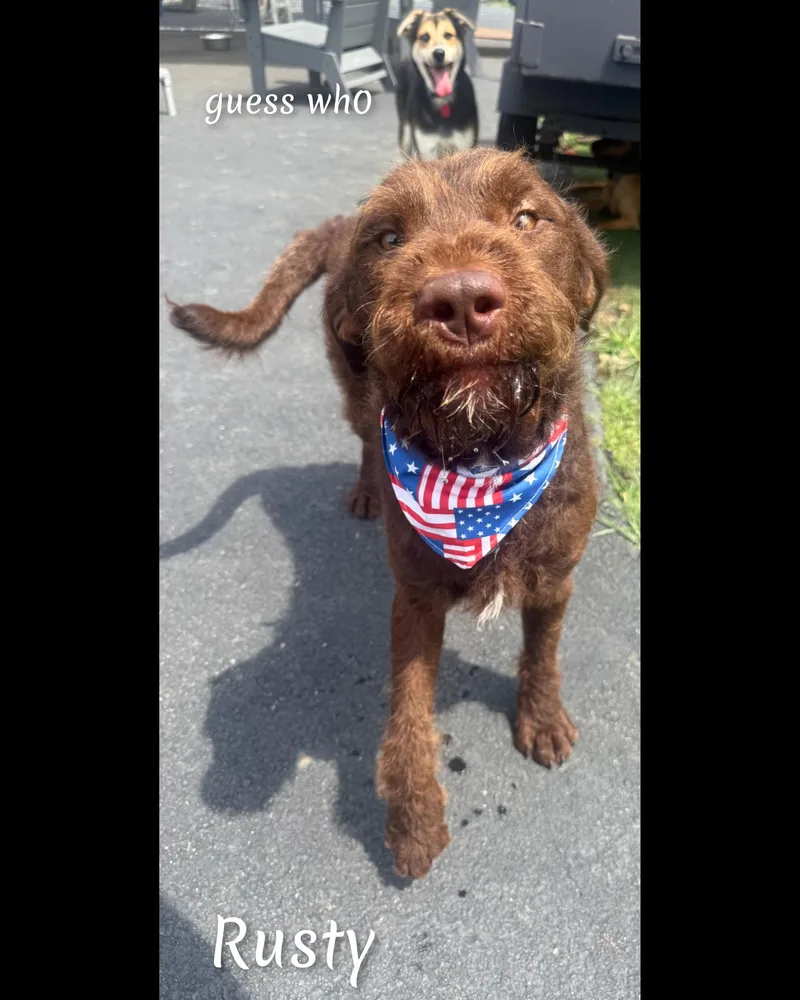 A young medium-sized male Brown / Chocolate German Wirehaired Pointer dog named Rusty for adoption in Fredericksburg, VA