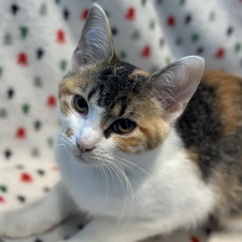 A young small-sized female Torbie Domestic Short Hair cat named Marilyn Monroe for adoption in Matteson, IL
