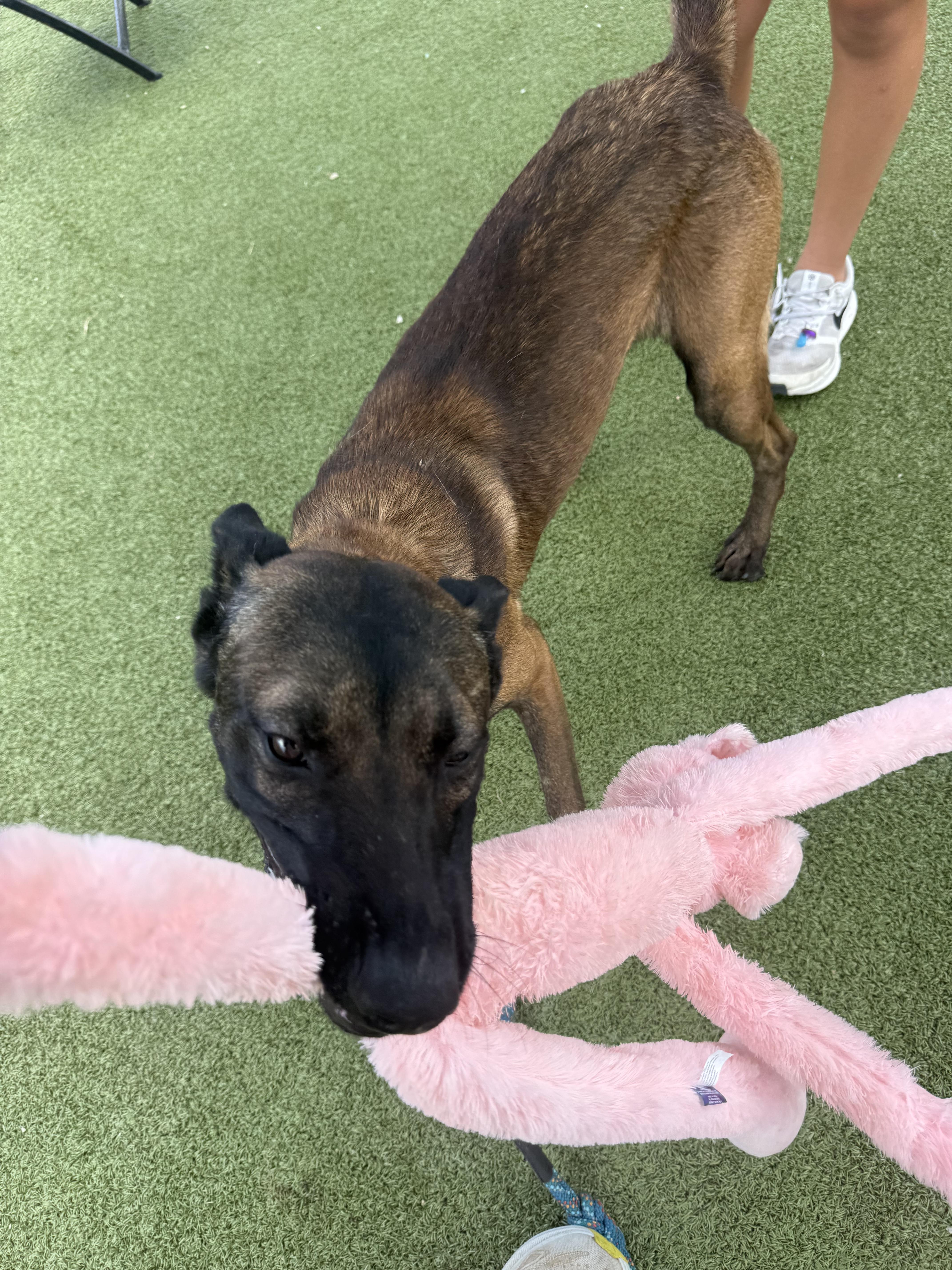 A young large-sized male Belgian Shepherd / Malinois dog named Rusty for adoption in Houston , TX
