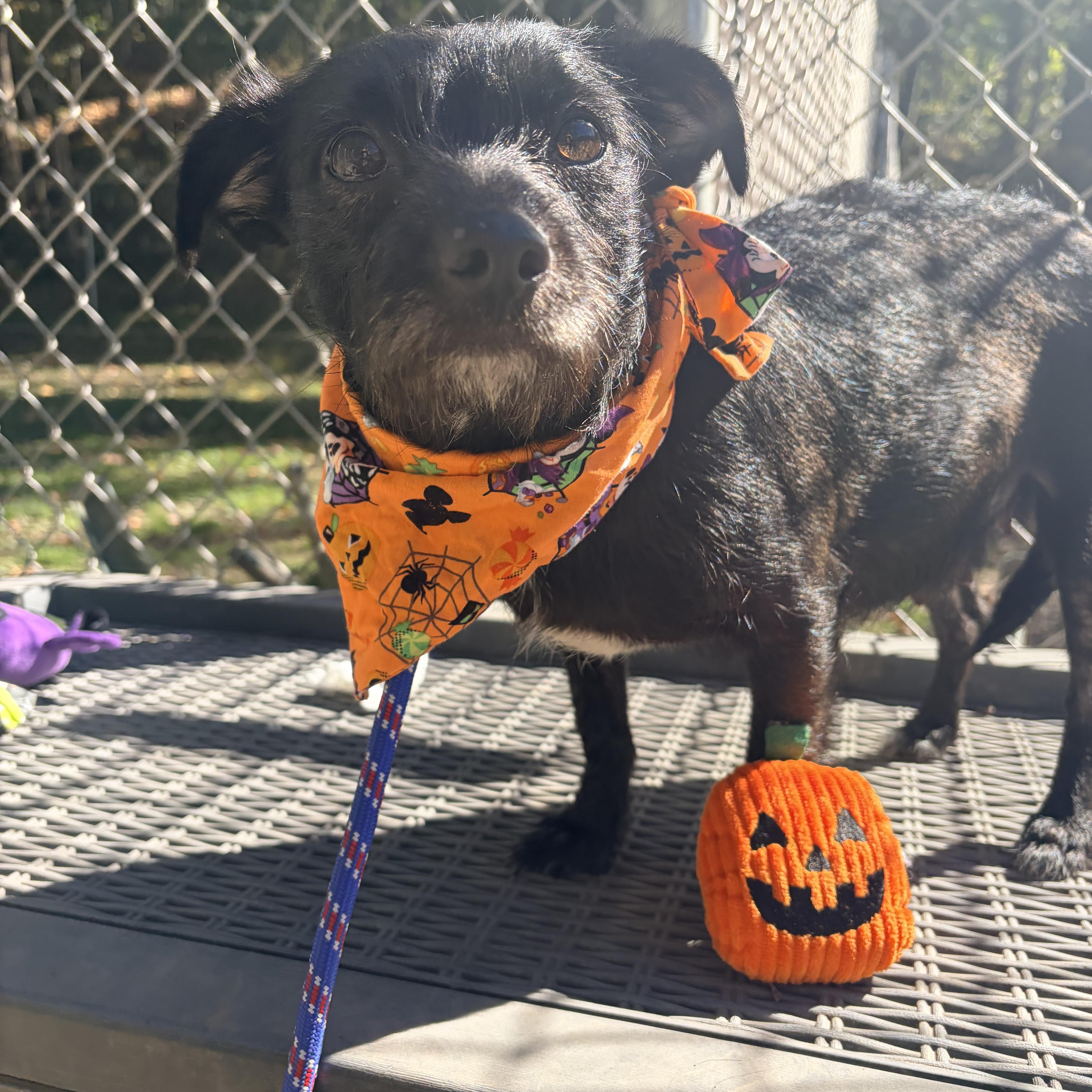A young small-sized female Black Chihuahua dog named Dynasty for adoption in White Oak, PA