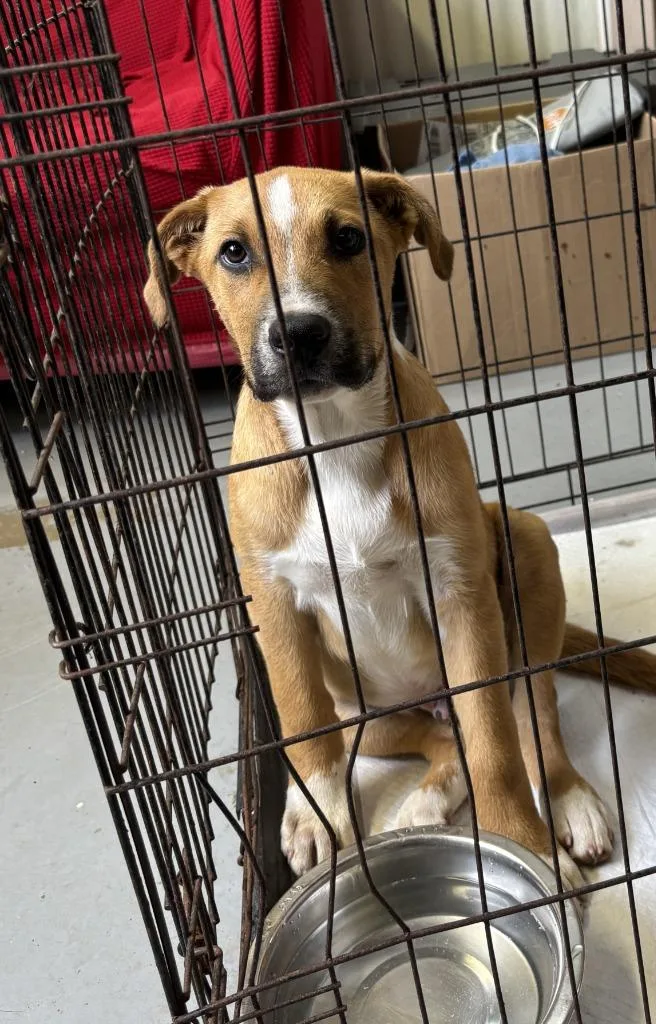 A baby medium-sized male Black Mouth Cur dog named Ken for adoption in Luling, TX