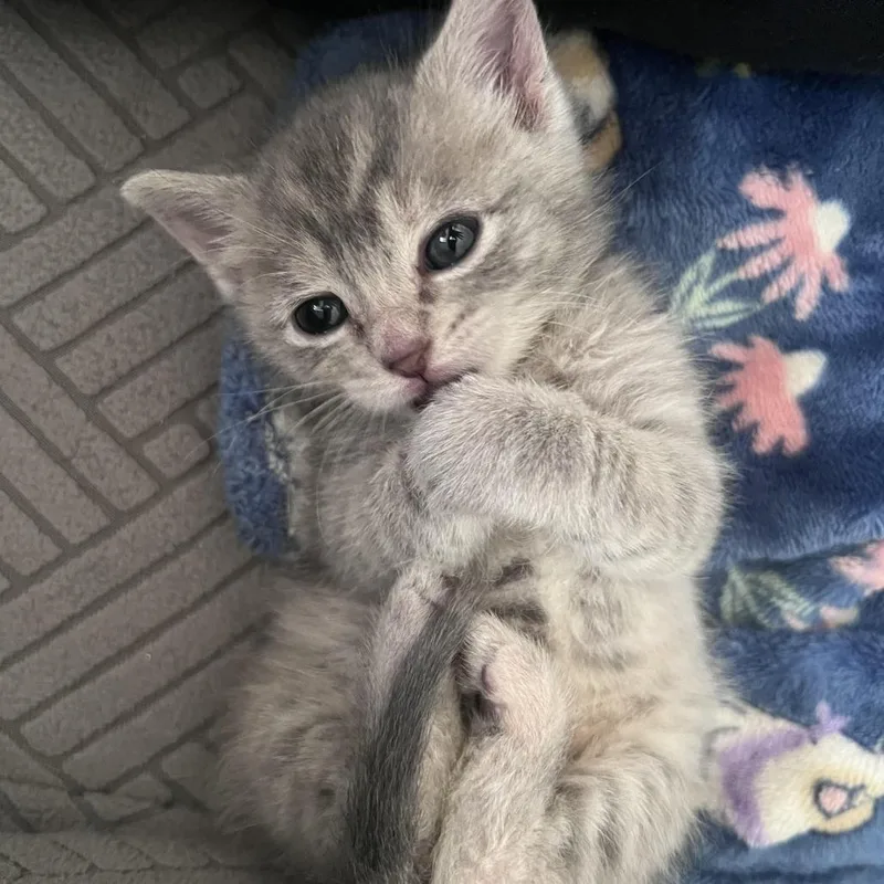 A baby small-sized female Gray / Blue / Silver Domestic Short Hair cat named Moe for adoption in Auburn, AL