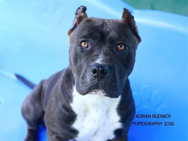 An adult medium-sized female Black Mixed Breed dog named Patty Melt for adoption in Nashville, TN
