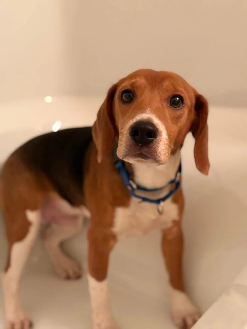 An adult medium-sized male Beagle dog named Tucker for adoption in Little Chute, WI
