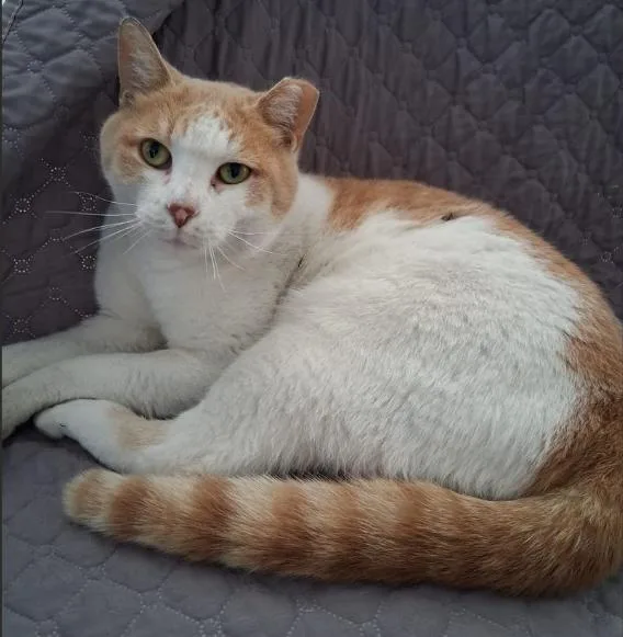 An adult large-sized male Orange & White Domestic Short Hair cat named Tang for adoption in Hudson, NH