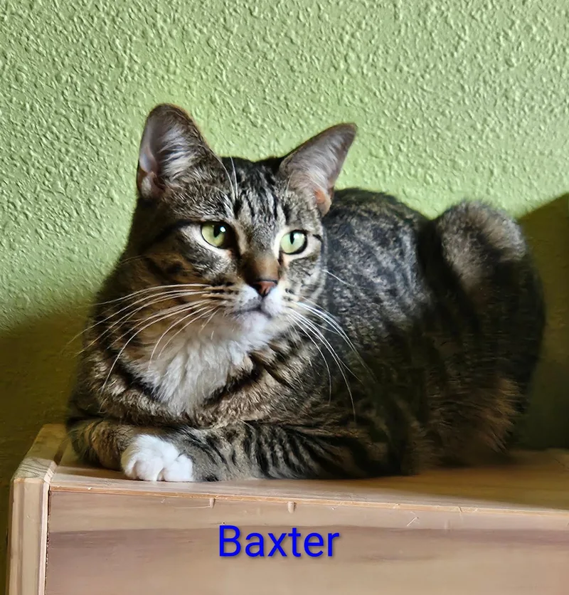 A young small-sized male Tabby (Brown / Chocolate) Domestic Short Hair cat named Baxter  North Conroe for adoption in Spring, TX