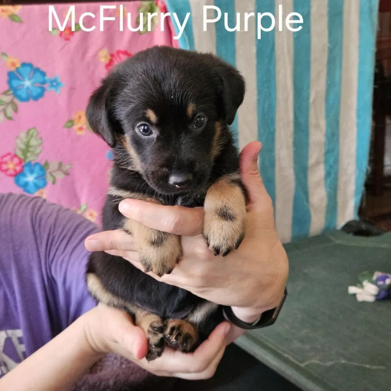 A baby medium-sized female Black Basset Hound dog named McFlurry for adoption in Fairfax, VA