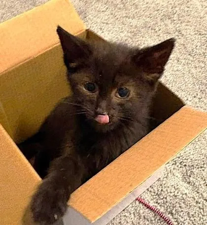 A baby small-sized male Black Domestic Short Hair cat named Kai for adoption in Kansas City, MO