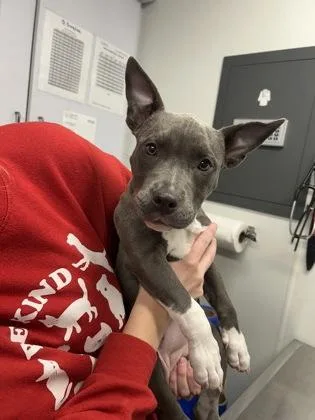 A baby medium-sized female Mixed Breed dog named Boots for adoption in West Chester, PA