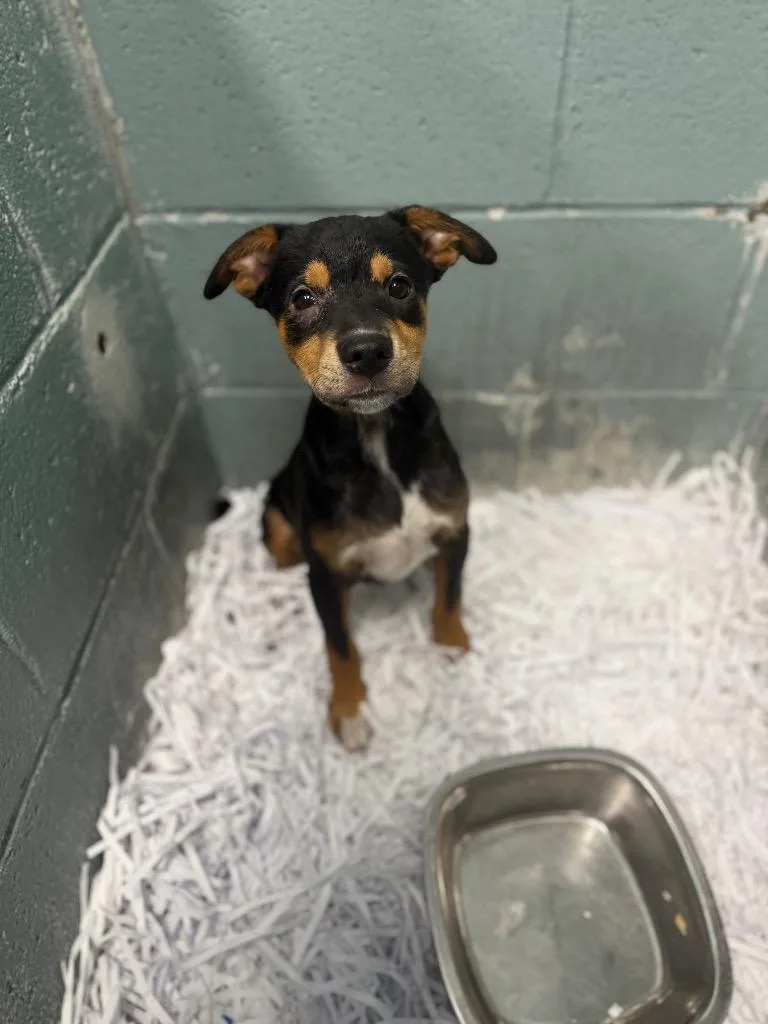 A baby medium-sized female Hound dog named Anna for adoption in Danielsville, GA