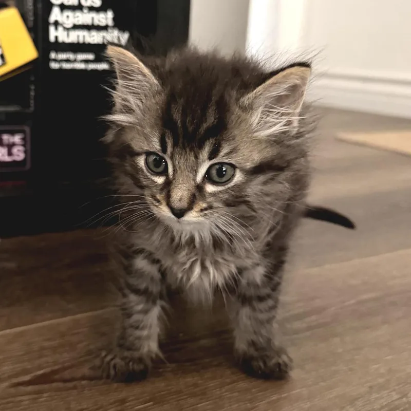 A baby small-sized male Gray / Blue / Silver Domestic Long Hair cat named Baker for adoption in Long Beach, CA