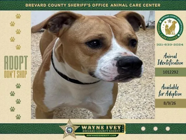 An adult medium-sized male Mixed Breed dog named Faron for adoption in Melbourne, FL