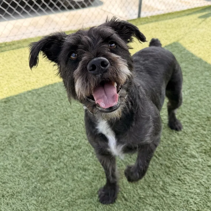 A young small-sized female Miniature Schnauzer dog named Lexi for adoption in Hawthorne, CA