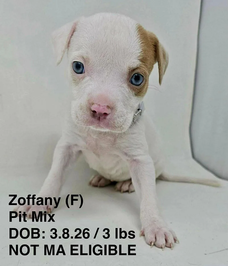 A young medium-sized female Pit Bull Terrier dog named Zoffany for adoption in Pomfret Center, CT