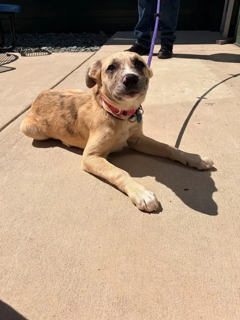 A baby small-sized female Labrador Retriever dog named Rose for adoption in Leesburg, VA