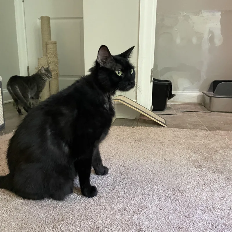An adult large-sized male Black Domestic Short Hair cat named Lou for adoption in lititz, PA