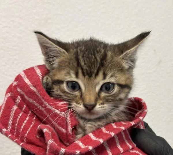A baby small-sized female Domestic Short Hair cat named Scully for adoption in Escondido, CA