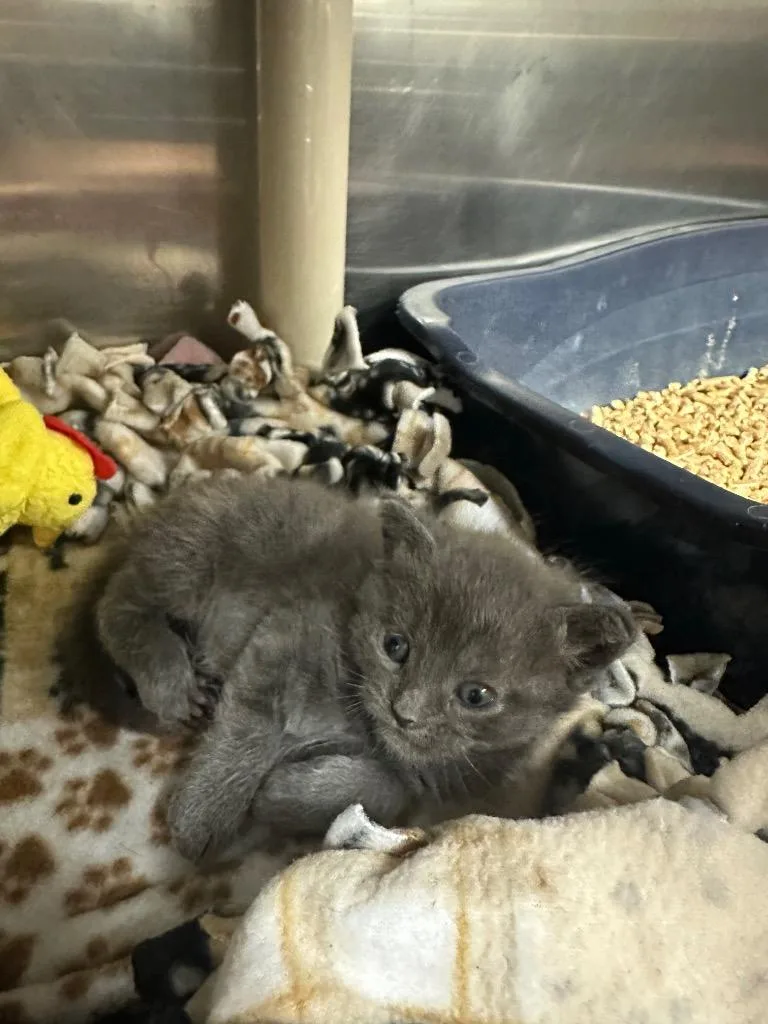 A baby small-sized male Domestic Short Hair cat named Sublime for adoption in Johnson City, TN