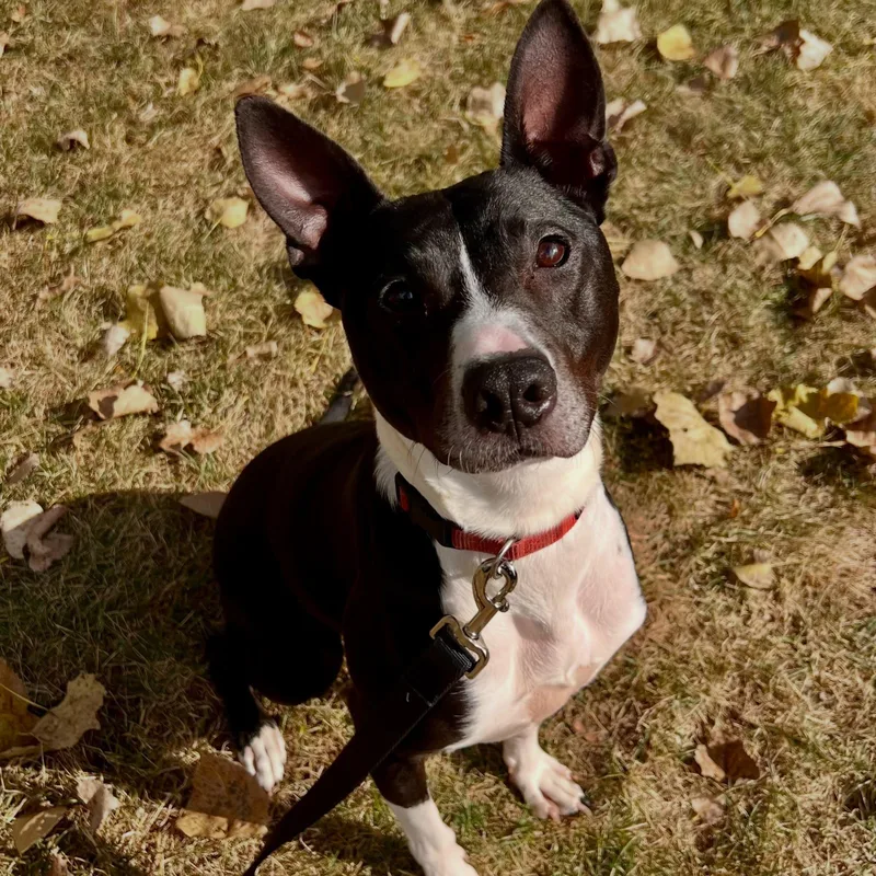 An adult medium-sized male Black Pit Bull Terrier dog named Jelly Nougat for adoption in Detroit, MI