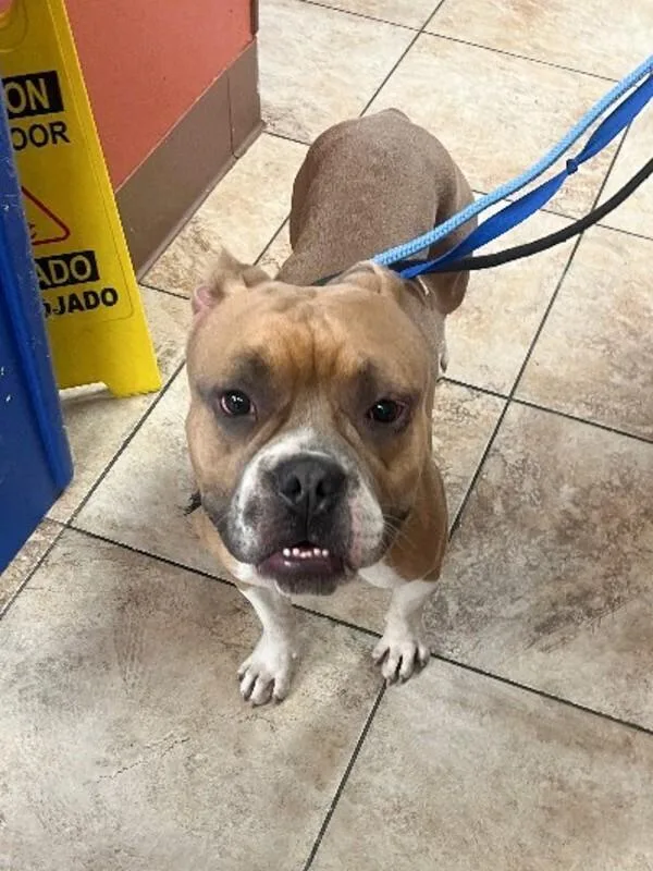 An adult large-sized male Yellow / Tan / Blond / Fawn Mixed Breed dog named Gangster Bill for adoption in Cincinnati, OH