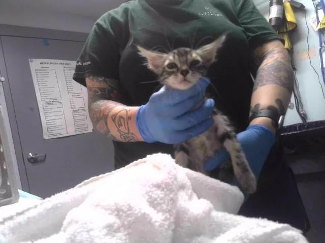 A baby small-sized male Domestic Short Hair cat named Lima for adoption in Tallahassee, FL