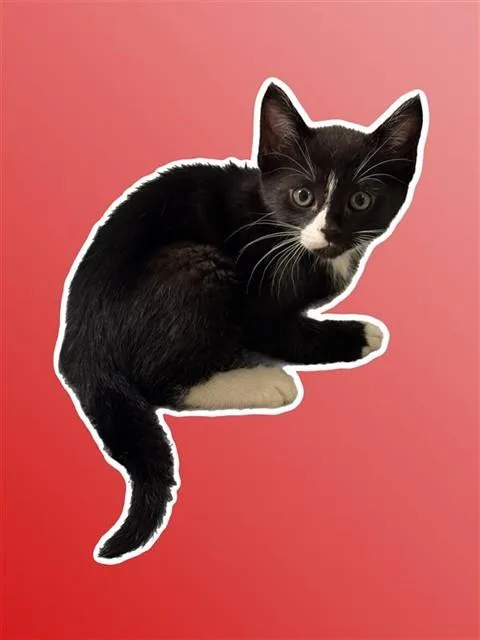 Frank