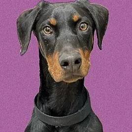 A baby medium-sized male Black Doberman Pinscher dog named Jack for adoption in Santa Ana, CA