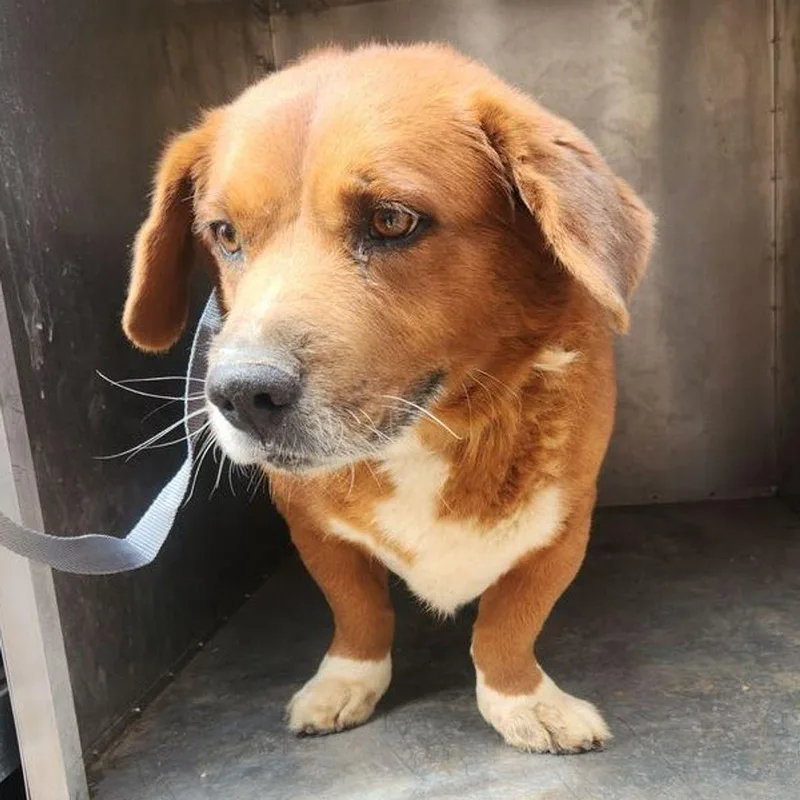 An adult large-sized male Red / Chestnut / Orange Corgi dog named Spyro for adoption in Kingman, AZ