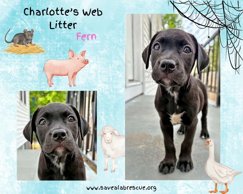 A baby medium-sized female Black Labrador Retriever dog named Charlottes Web Litter for adoption in Middletown, RI