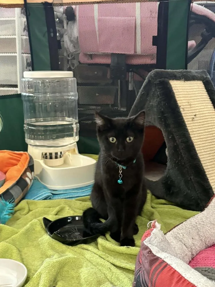 A baby small-sized male Black Domestic Short Hair cat named Beetle for adoption in West Mifflin, PA