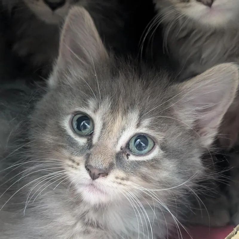 Daphne