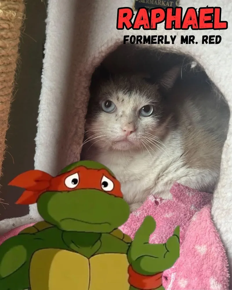Raphael thumbnail 2
