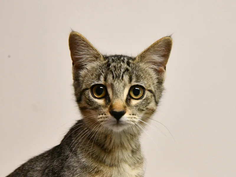 A baby medium-sized female Tabby (Brown / Chocolate) Domestic Short Hair cat named Boysenberry for adoption in Fairhope, AL
