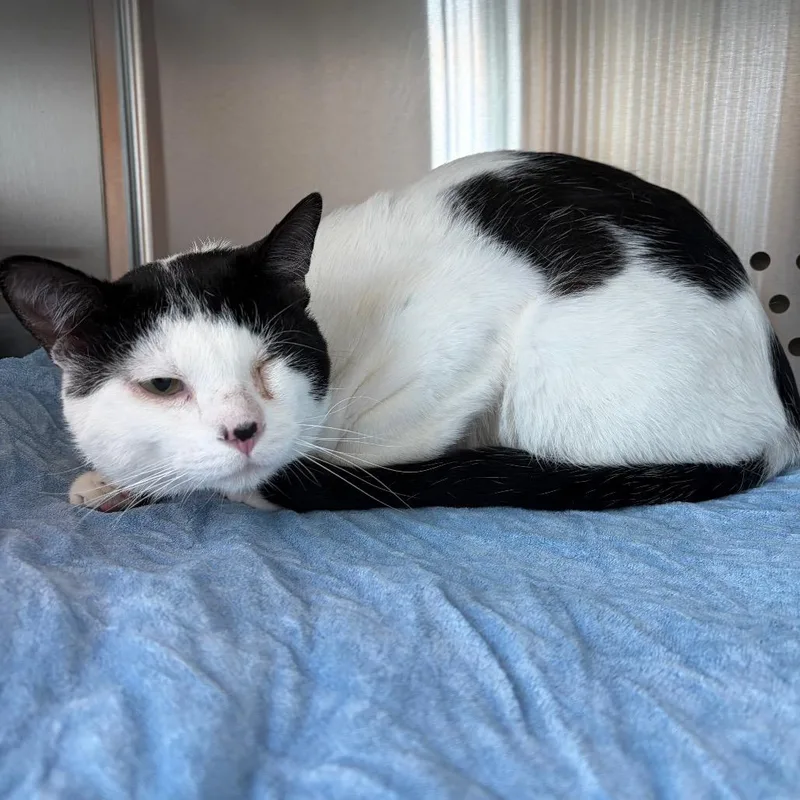 A young large-sized male White Domestic Short Hair cat named Mayko for adoption in Norman, OK