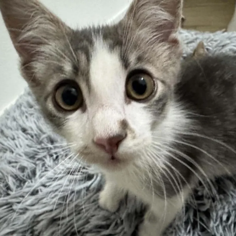 A baby small-sized male Gray / Blue / Silver Domestic Short Hair cat named Bo for adoption in Bastrop, TX