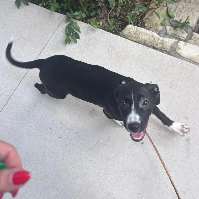 A young small-sized female Black Mixed Breed dog named Sarah for adoption in Austin, TX