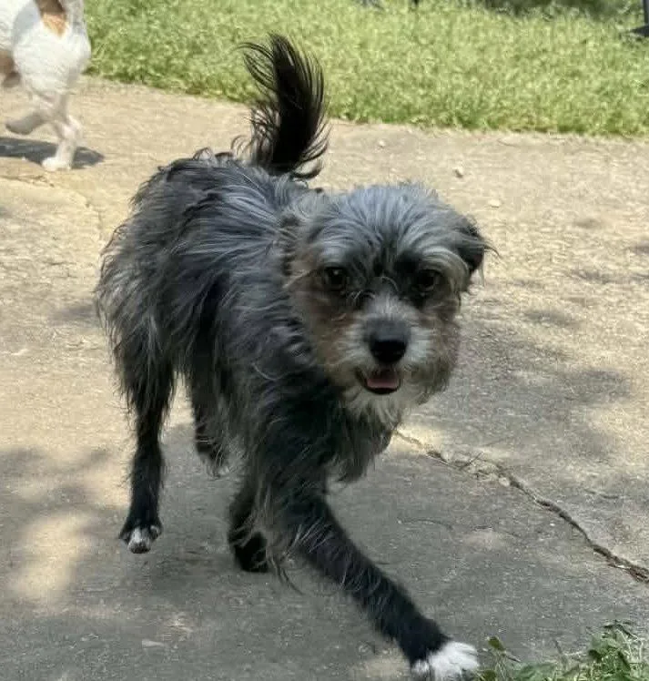 An adult small-sized female Terrier dog named Half Pint for adoption in Alpharetta, GA