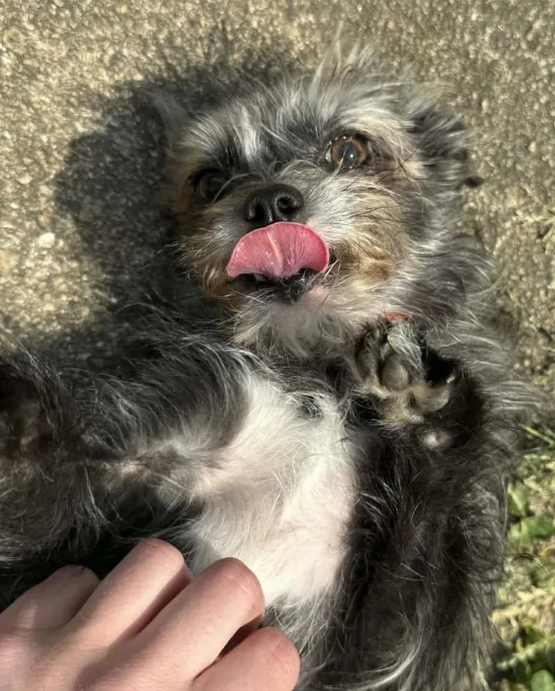 Half Pint thumbnail 2