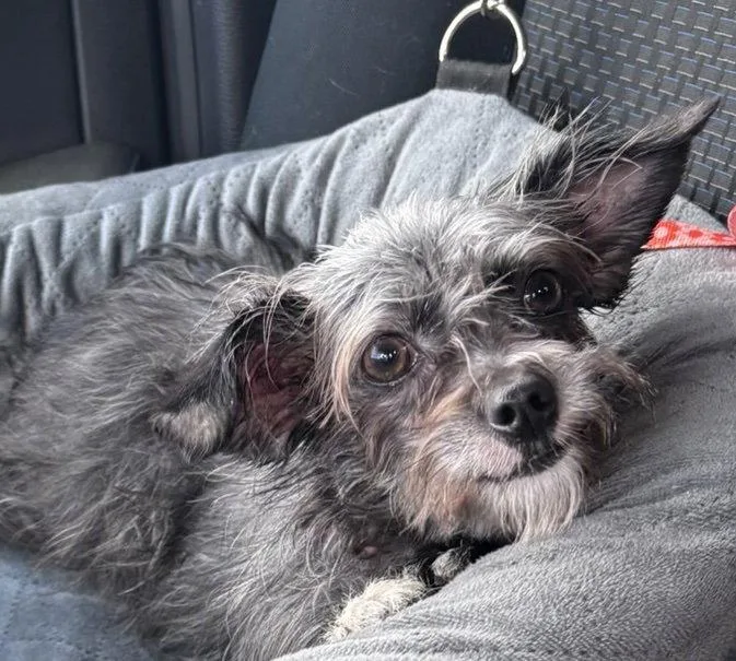 Half Pint thumbnail 3