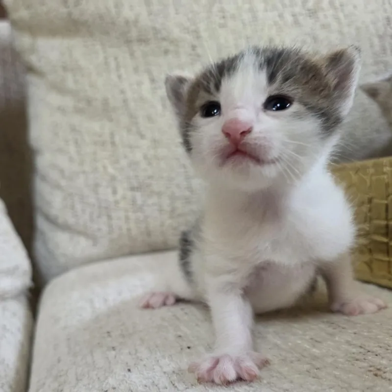 A baby small-sized male Brown / Chocolate Domestic Short Hair cat named Ghost for adoption in Chicago, IL