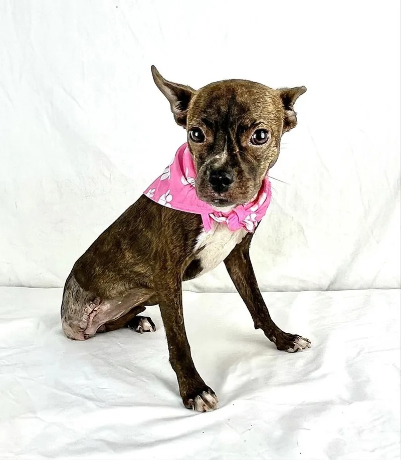 A young small-sized female Chihuahua dog named Sassy for adoption in Gainesville, VA