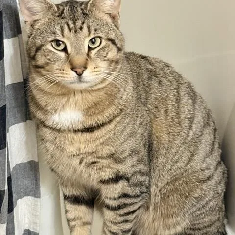 An adult large-sized male Tabby (Brown / Chocolate) Domestic Short Hair cat named Jake for adoption in MANASSAS, VA