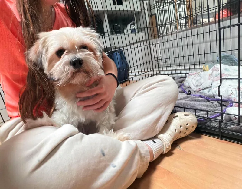 A young small-sized male White / Cream Shih Tzu dog named Tajin for adoption in Phoenix, AZ