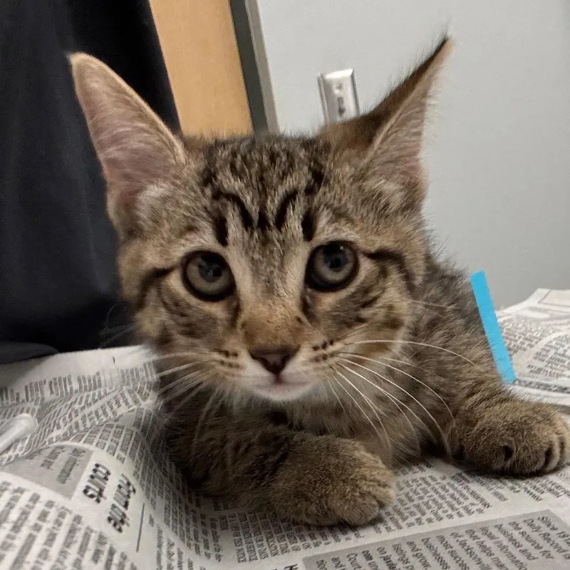 A baby small-sized female Domestic Short Hair cat named Winter for adoption in Jacksonville, FL
