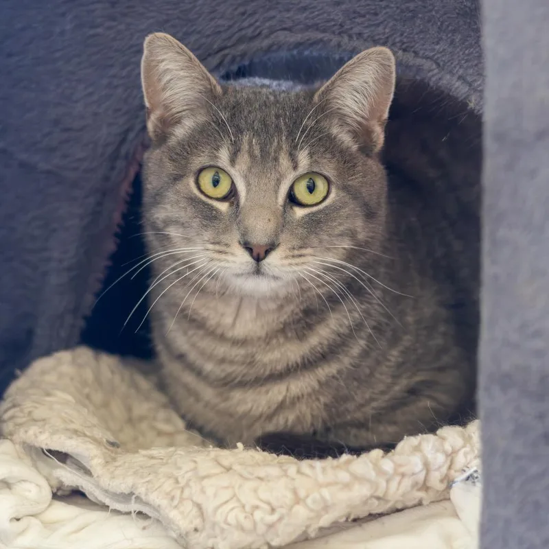 A young medium-sized male Gray / Blue / Silver Domestic Short Hair cat named Andy for adoption in Wilmington, DE
