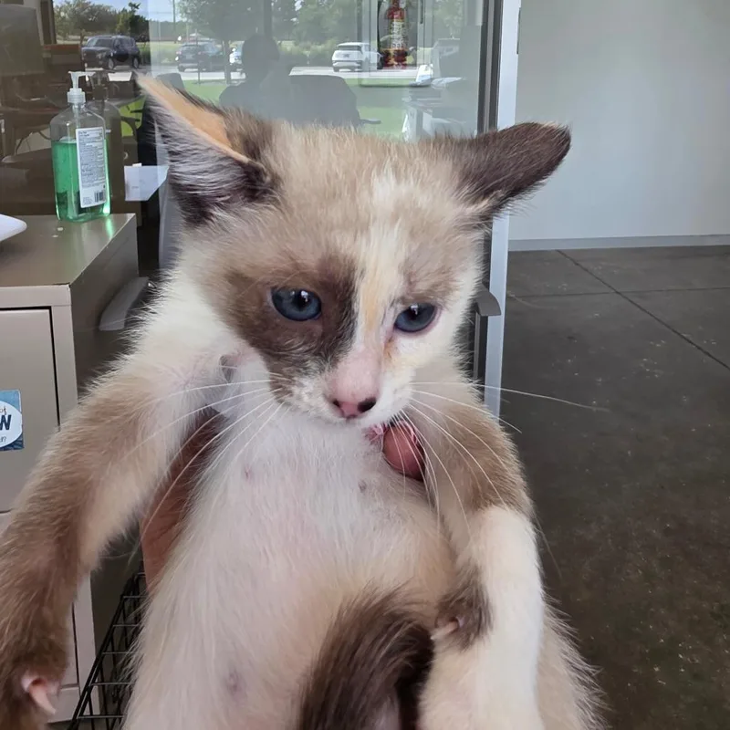 A baby small-sized female White Siamese cat named Kevin for adoption in Leander, TX