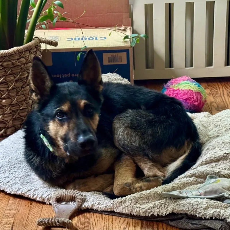 An adult medium-sized male Black German Shepherd Dog dog named Goliath for adoption in Buffalo, MN