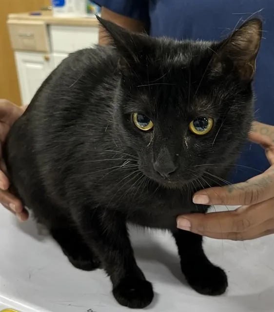 A young large-sized female Domestic Short Hair cat named Savanna for adoption in Upper Marlboro, MD