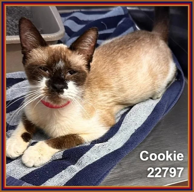 Cookie thumbnail 2