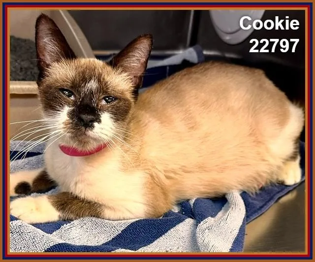 Cookie thumbnail 3